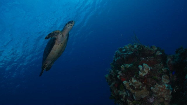  Schildkröten von Mexiko 